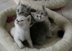 Mes bébés British Shorthair -