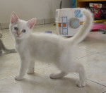 Mes bébés British Shorthair -