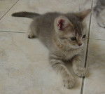 Mes bébés British Shorthair -