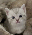 Mes bébés British Shorthair -