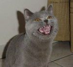 Mes bébés British Shorthair -