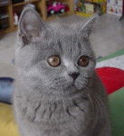 Mes bébés British Shorthair -