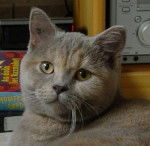 Mes bébés British Shorthair -