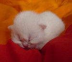 Mes bébés British Shorthair -