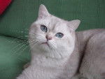 Mes bébés British Shorthair -