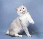 Mes bébés British Shorthair -