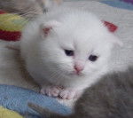 Mes bébés British Shorthair -