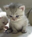 Mes bébés British Shorthair -