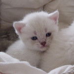 Mes bébés British Shorthair -