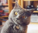 Mes bébés British Shorthair -