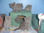 les chatons -