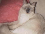 LUNA (8 mois) -