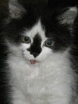 fripon le chatton -