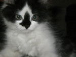 fripon le chatton -