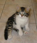 CHAMIE LA NORVEGIENNE -