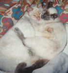 Choupinet et Choupinette -