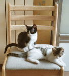 Cléo et Marango, les inséparables -