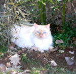 CHOUPI 4.5 ans et 8 kgs -