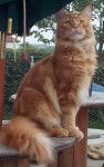 Thor mâle Maine-Coon -