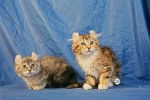 ula uralyne american curl -