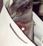 La tête dans le sac... -