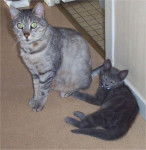 Salem et plume -