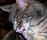 Toilette de Marquis -