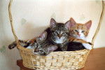 Chatons prêts à emporter -