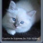 Vaurien du Royaume des P'tits Minous -