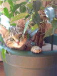 chaton surpris -