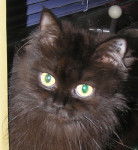 Luna, une adorable petite persanne, -