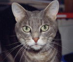 Mademoiselle Zouzou -