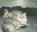 Shanelle la merveilleuse... -