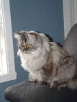 hymalayen persan tabby silver -