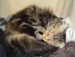 maincoon endormi -