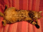 sieste gizmo -