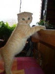 Chaton Vital -