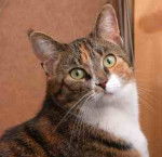 notre chat Mozes, photo numéro 2 -