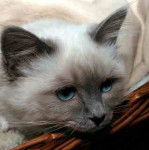 Fa-Ying Rose Blanche Fleur -