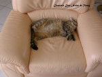 Maya et son fauteuil favori -