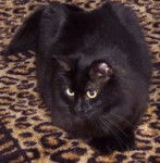 Mydol (Femelle - 2 ans) - (2 ans)