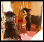 Figaro le plus beau -