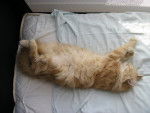 Cannelle fait la sieste -