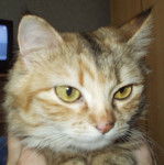 zouzoute dma kounouu -