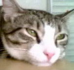 Roméo dma kounouu -