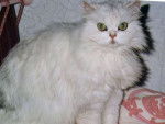 chat persan chinchilla -