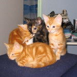 Les frères et soeurs -