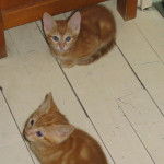 Caramel et son frère. -