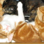 La p'tite famille fait la sièste -