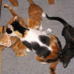 Canelle et ses petits -